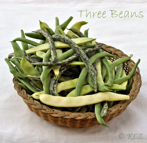 Three Beans