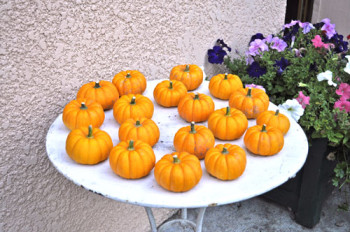 mini pumpkins